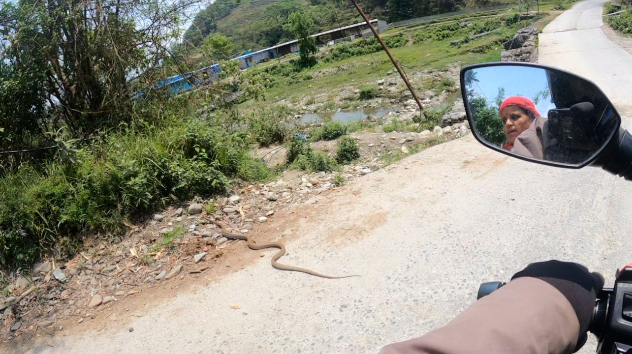 A snake was found on the roadside in Pokhara