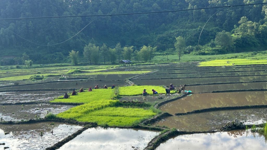Planting Rice In The Month Of Asar Towards Tanahun