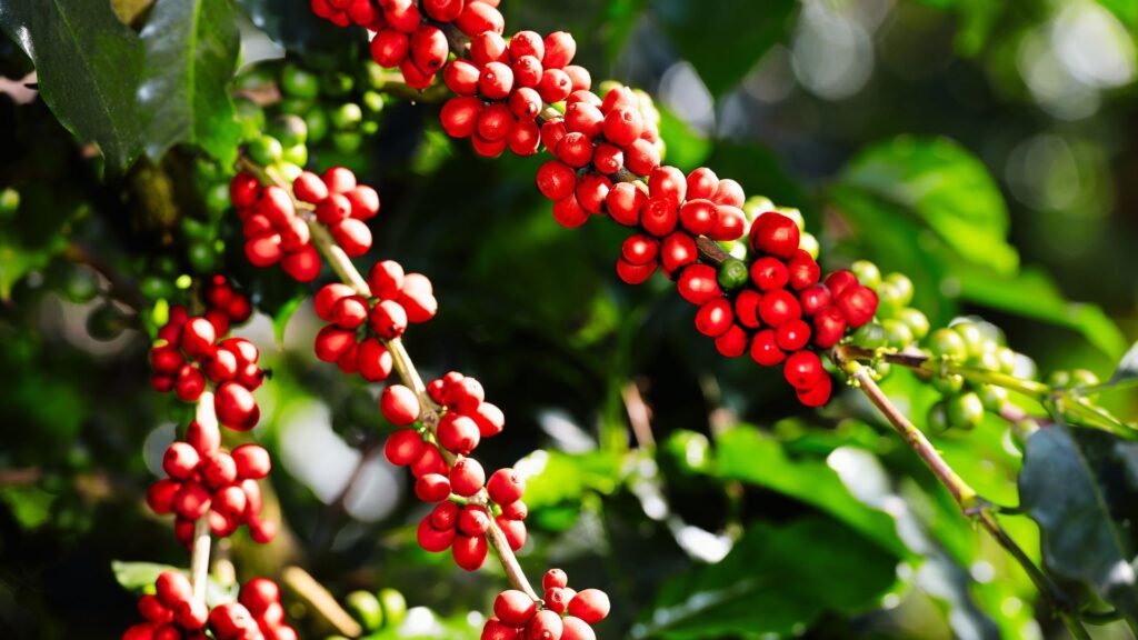 Coffee In Nepal