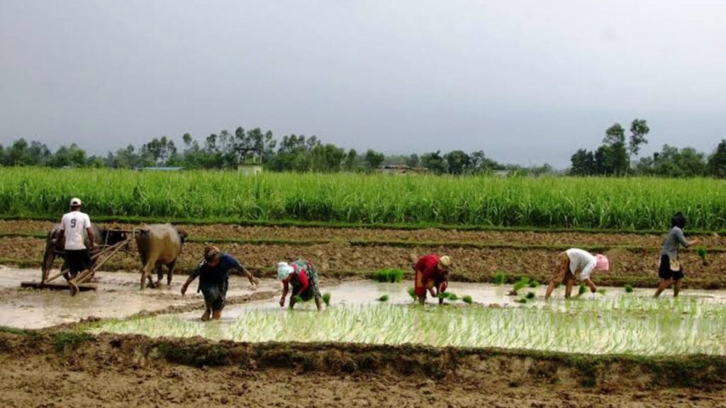 National Paddy Day 2083